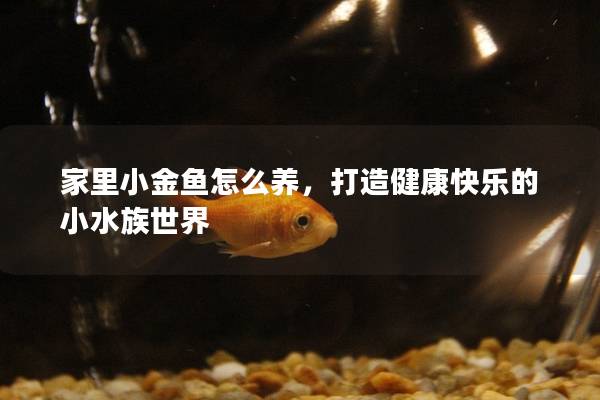 家里小金鱼怎么养，打造健康快乐的小水族世界