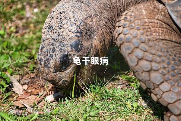 龟干眼病