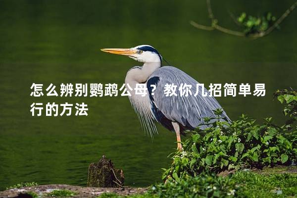 怎么辨别鹦鹉公母？教你几招简单易行的方法