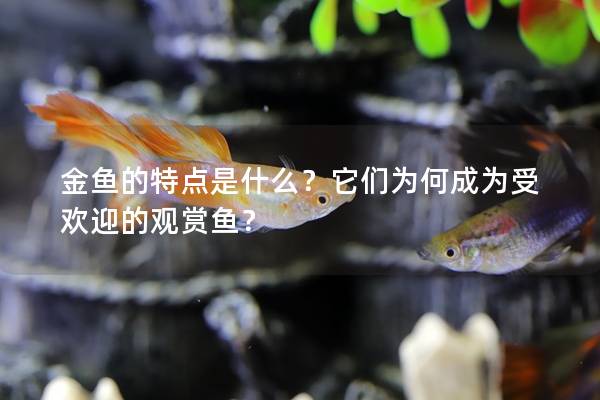 金鱼的特点是什么？它们为何成为受欢迎的观赏鱼？