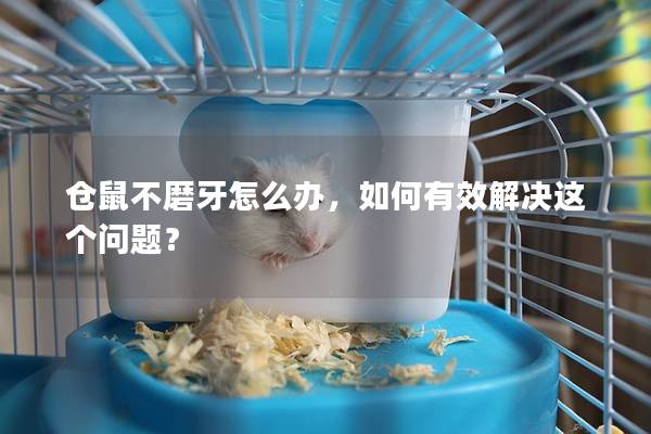 仓鼠不磨牙怎么办，如何有效解决这个问题？