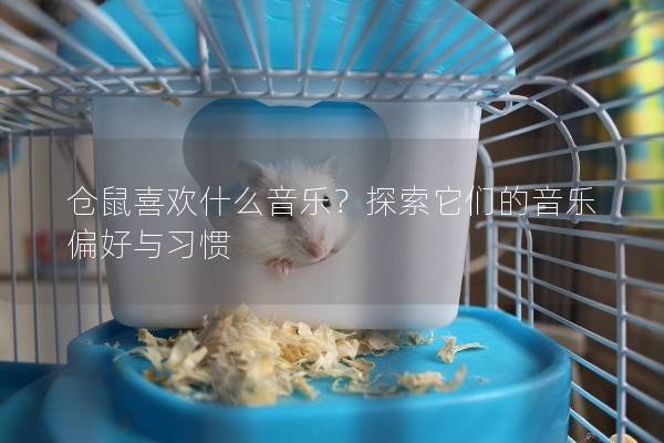 仓鼠喜欢什么音乐?探索它们的音乐偏好与习惯