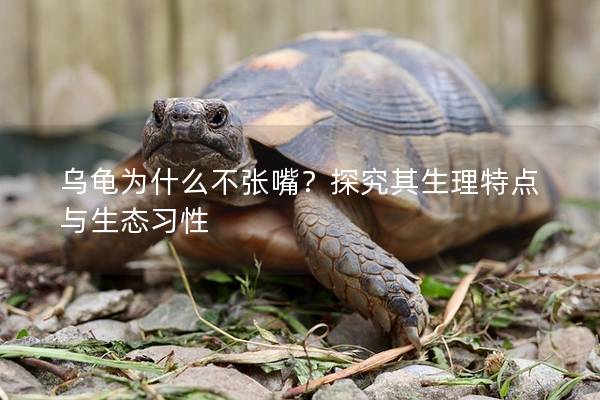 乌龟为什么不张嘴？探究其生理特点与生态习性