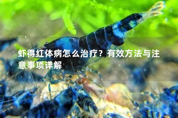 虾得红体病怎么治疗？有效方法与注意事项详解