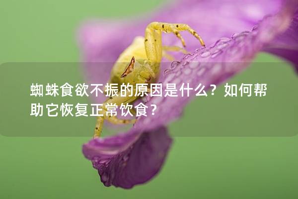 蜘蛛食欲不振的原因是什么？如何帮助它恢复正常饮食？