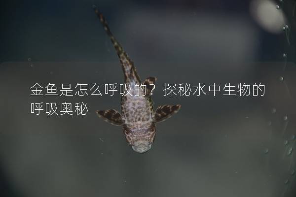 金鱼是怎么呼吸的？探秘水中生物的呼吸奥秘