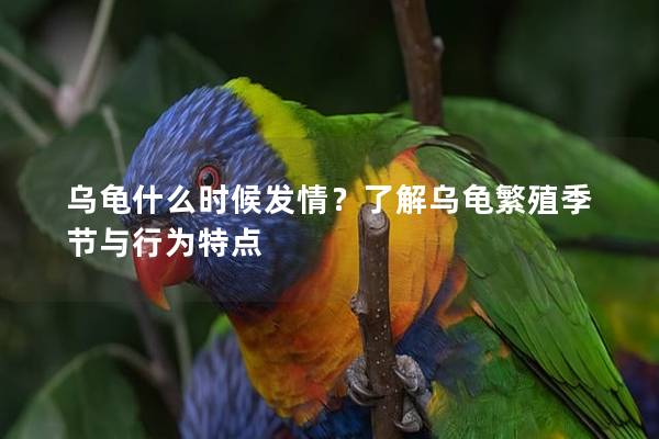 乌龟什么时候发情？了解乌龟繁殖季节与行为特点