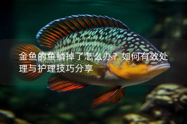 金鱼的鱼鳞掉了怎么办？如何有效处理与护理技巧分享