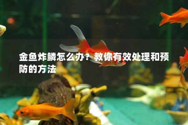 金鱼炸鳞怎么办？教你有效处理和预防的方法