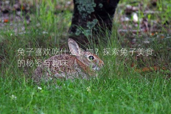 兔子喜欢吃什么食物？探索兔子美食的秘密与趣味