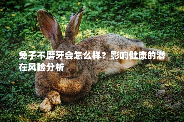 兔子不磨牙会怎么样？影响健康的潜在风险分析