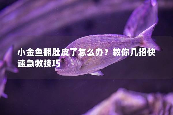 小金鱼翻肚皮了怎么办？教你几招快速急救技巧