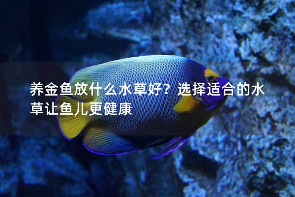 养金鱼放什么水草好？选择适合的水草让鱼儿更健康