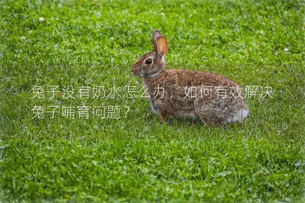 兔子没有奶水怎么办，如何有效解决兔子哺育问题？