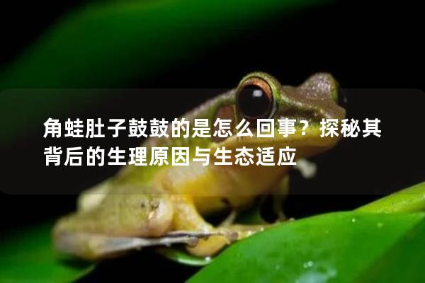 角蛙肚子鼓鼓的是怎么回事？探秘其背后的生理原因与生态适应