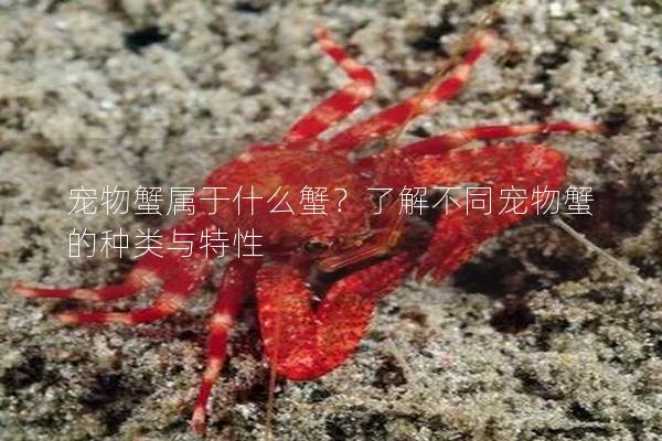 宠物蟹属于什么蟹？了解不同宠物蟹的种类与特性