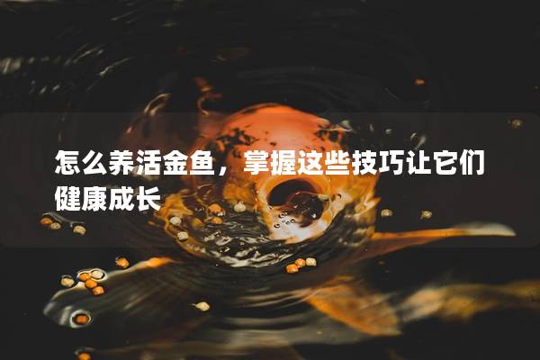 怎么养活金鱼，掌握这些技巧让它们健康成长