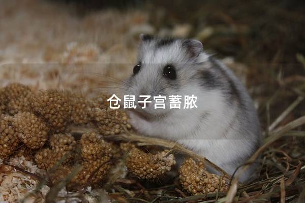 仓鼠子宫蓄脓