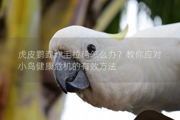 虎皮鹦鹉炸毛拉稀怎么办？教你应对小鸟健康危机的有效方法