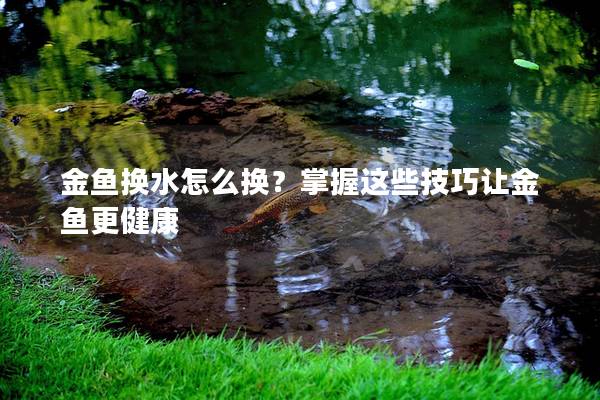 金鱼换水怎么换？掌握这些技巧让金鱼更健康