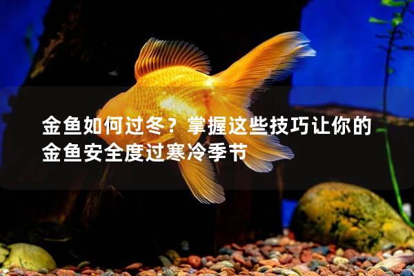 金鱼如何过冬？掌握这些技巧让你的金鱼安全度过寒冷季节