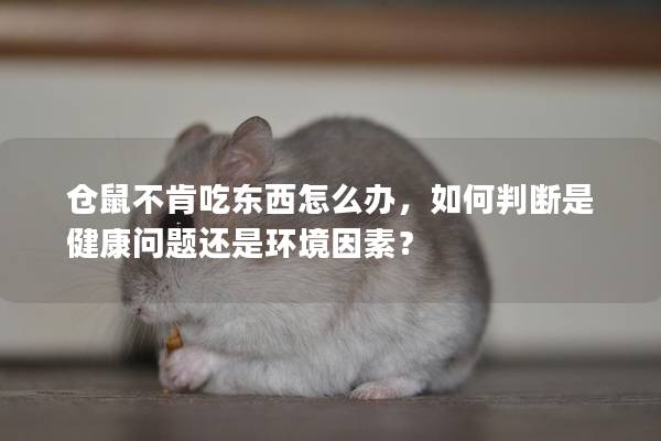 仓鼠不肯吃东西怎么办，如何判断是健康问题还是环境因素？