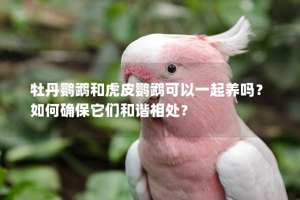 牡丹鹦鹉和虎皮鹦鹉可以一起养吗？如何确保它们和谐相处？