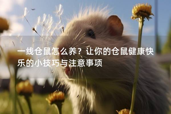 一线仓鼠怎么养？让你的仓鼠健康快乐的小技巧与注意事项