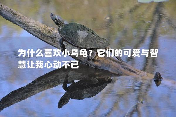 为什么喜欢小乌龟？它们的可爱与智慧让我心动不已