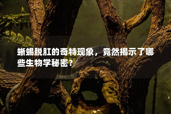 蜥蜴脱肛的奇特现象，竟然揭示了哪些生物学秘密？