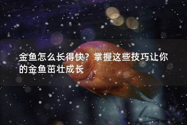 金鱼怎么长得快？掌握这些技巧让你的金鱼茁壮成长