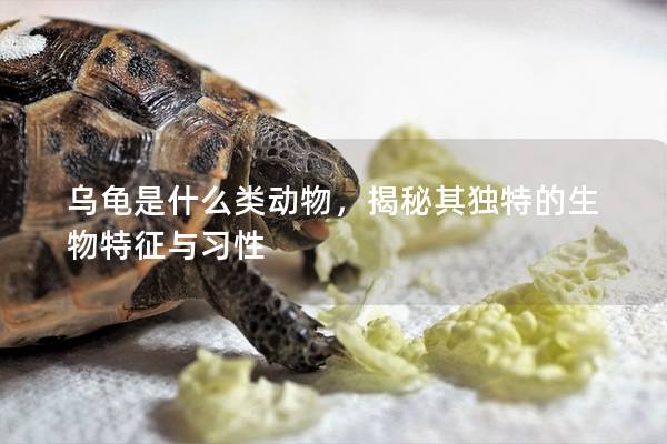 乌龟是什么类动物，揭秘其独特的生物特征与习性