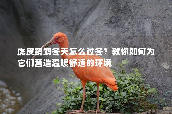 虎皮鹦鹉冬天怎么过冬？教你如何为它们营造温暖舒适的环境