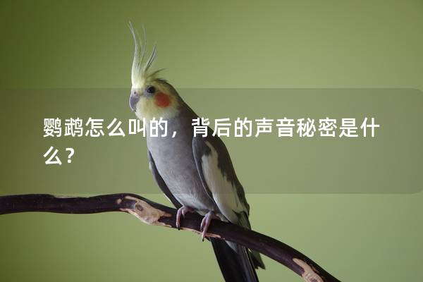 鹦鹉怎么叫的，背后的声音秘密是什么？