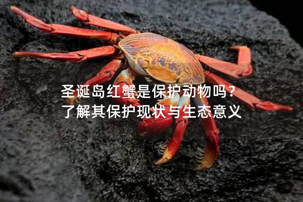 圣诞岛红蟹是保护动物吗？ 了解其保护现状与生态意义