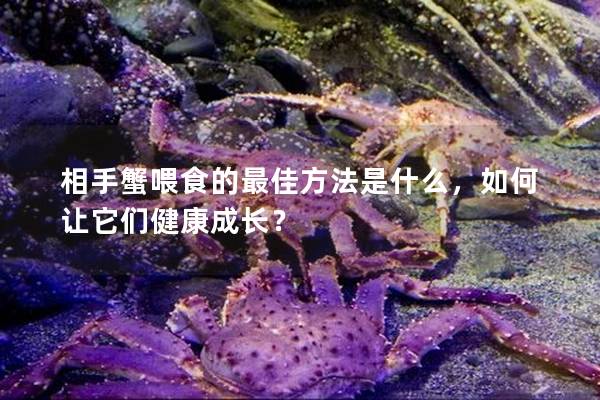 相手蟹喂食的最佳方法是什么，如何让它们健康成长？