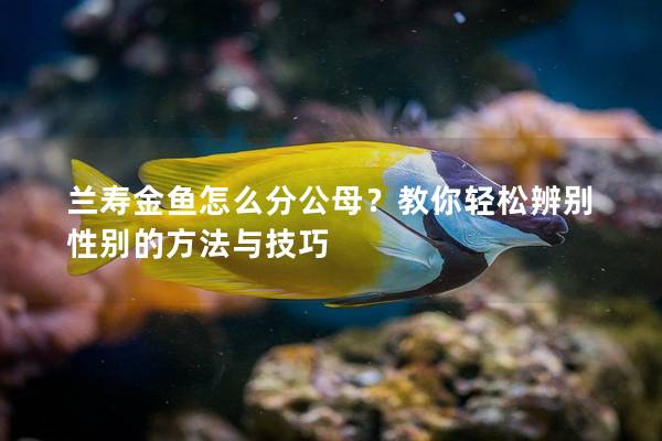 兰寿金鱼怎么分公母？教你轻松辨别性别的方法与技巧