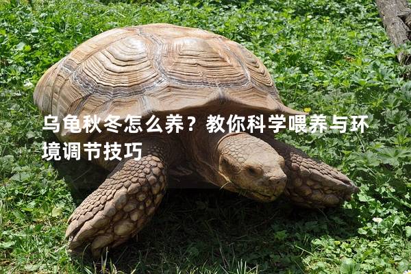 乌龟秋冬怎么养？教你科学喂养与环境调节技巧