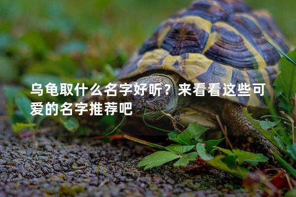 乌龟取什么名字好听？来看看这些可爱的名字推荐吧