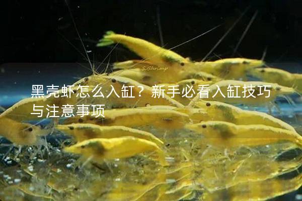 黑壳虾怎么入缸？新手必看入缸技巧与注意事项