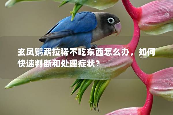 玄凤鹦鹉拉稀不吃东西怎么办，如何快速判断和处理症状？