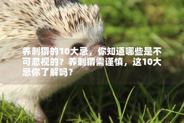 养刺猬的10大忌，你知道哪些是不可忽视的？养刺猬需谨慎，这10大忌你了解吗？