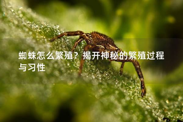 蜘蛛怎么繁殖？揭开神秘的繁殖过程与习性