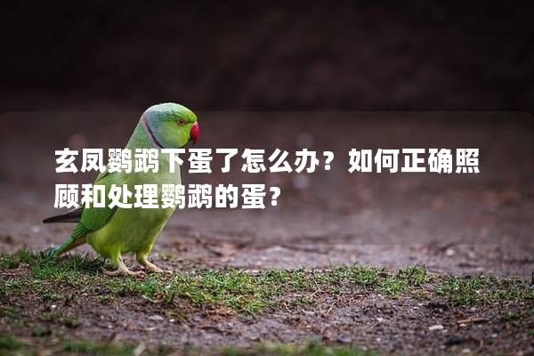 玄凤鹦鹉下蛋了怎么办？如何正确照顾和处理鹦鹉的蛋？