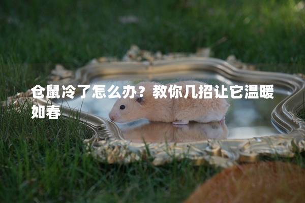 仓鼠冷了怎么办？教你几招让它温暖如春