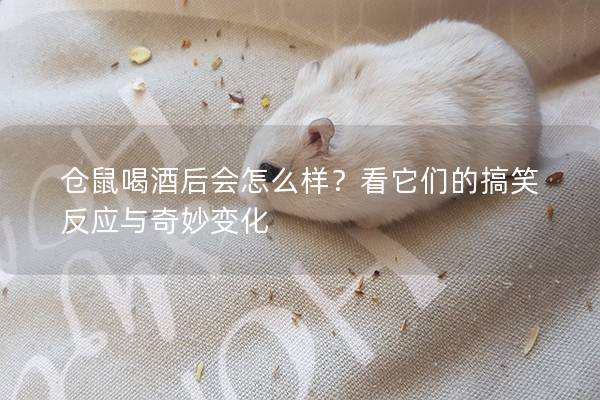 仓鼠喝酒后会怎么样？看它们的搞笑反应与奇妙变化