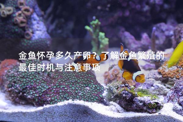 金鱼怀孕多久产卵？了解金鱼繁殖的最佳时机与注意事项