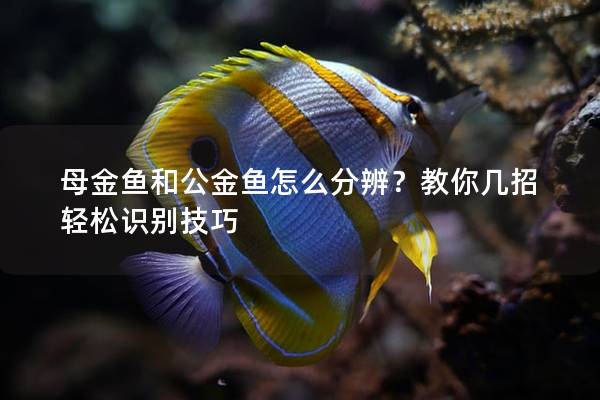 母金鱼和公金鱼怎么分辨？教你几招轻松识别技巧