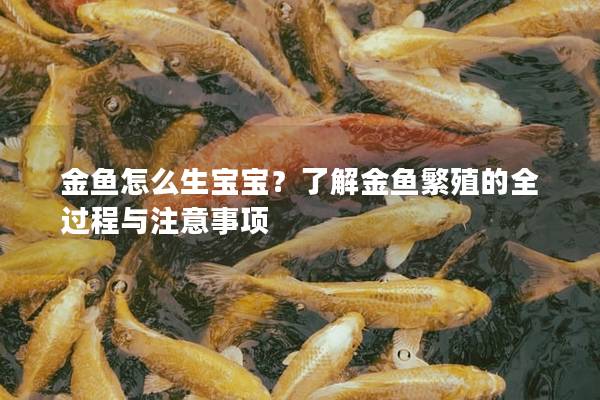 金鱼怎么生宝宝？了解金鱼繁殖的全过程与注意事项