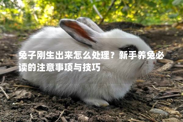 兔子刚生出来怎么处理？新手养兔必读的注意事项与技巧